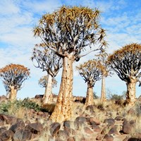 Aloe dichotoma En la Guía-Naturaleza de RikenMon
