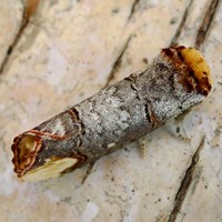 Phalera bucephala Sur le Nature.Guide de RikenMon