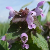 Lamium purpureum En la Guía-Naturaleza de RikenMon