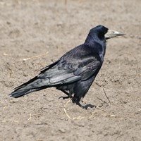 Corvus frugilegus Sur le Nature.Guide de RikenMon