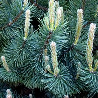 Pinus mugo su guida naturalistica di RikenMon