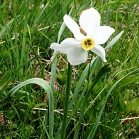 Narcissus poeticus En la Guía-Naturaleza de RikenMon