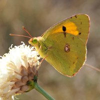 Colias hyale on RikenMon's Nature.Guide
