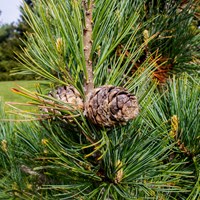 Pinus cembra su guida naturalistica di RikenMon