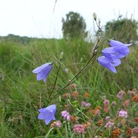 Campanula rotundifolia En la Guía-Naturaleza de RikenMon