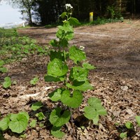 Alliaria petiolata Auf RikenMons Nature.Guide