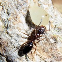 Lasius niger Sur le Nature.Guide de RikenMon